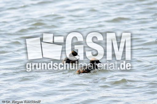 Ohrentaucher (7 von 10).jpg